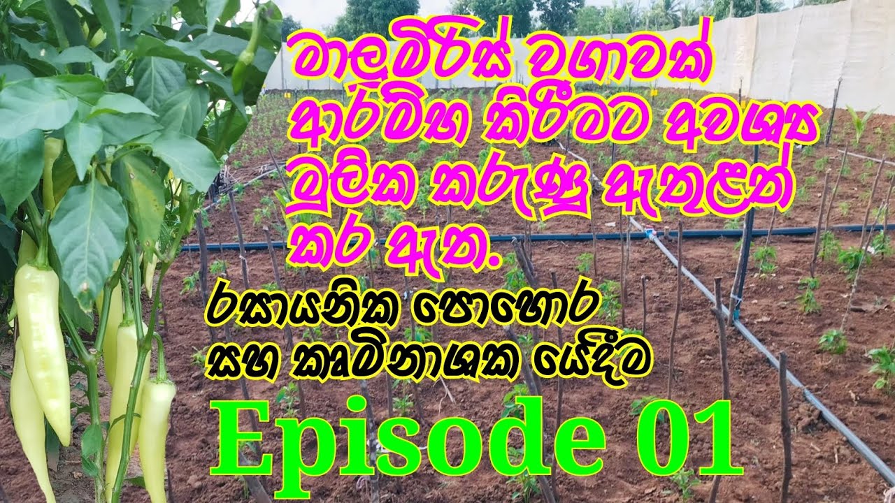 මාලුමිරිස් වගාවක් ආරම්භ කිරීමට අවශ්‍ය දැනුම Complete knowledge required to start a chilli plantation