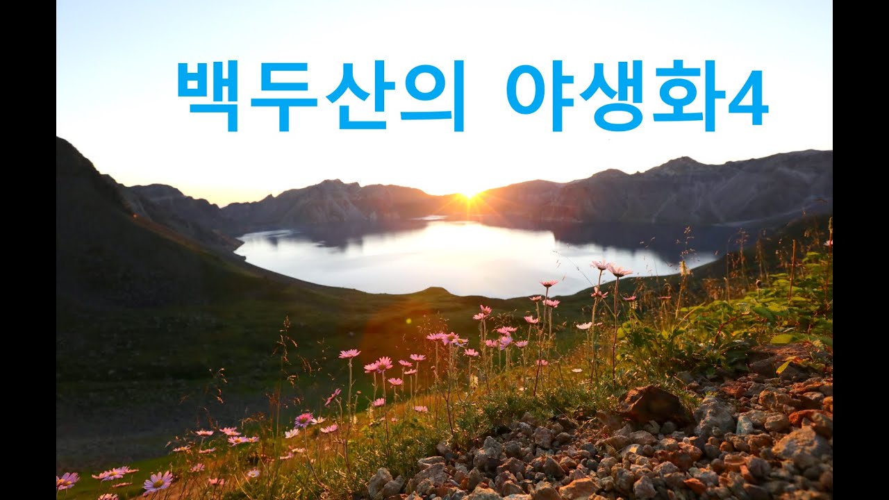 백두산야생화탐사(북백두 가는길)