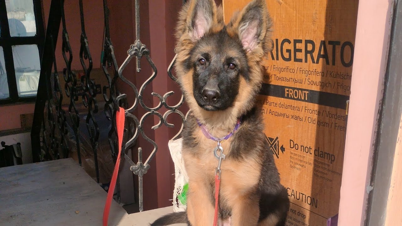4 months German shepherd diet routine and supplements #germanshepherd #gsds #dog #pets #puppy 