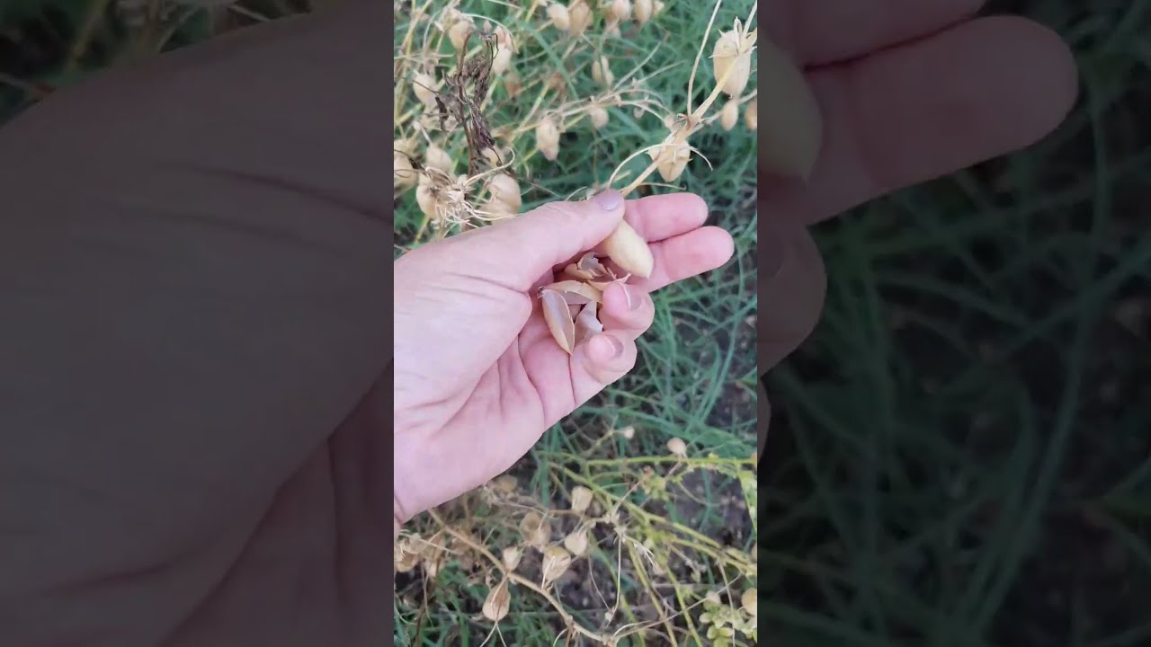 Bir Nohut Tanesi Kolay Yetişmiyor 🧚