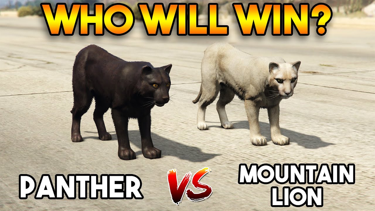 GTA 5 ONLINE : PANTHER VS MOUNTAIN LION (WWHO WILL WIN?)