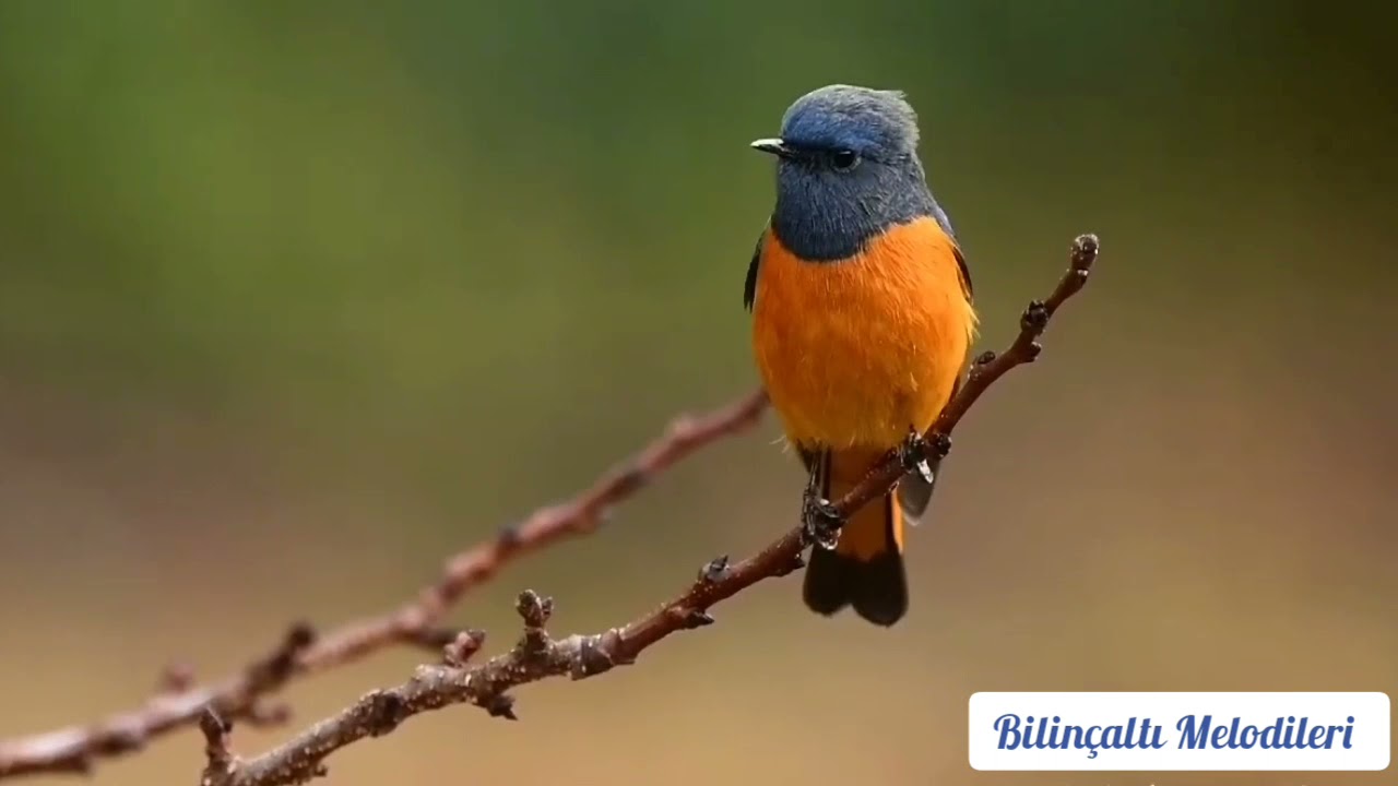 Rahatlatıcı Kuş Sesleri ( Relaxing Bird Sounds) - [2021]