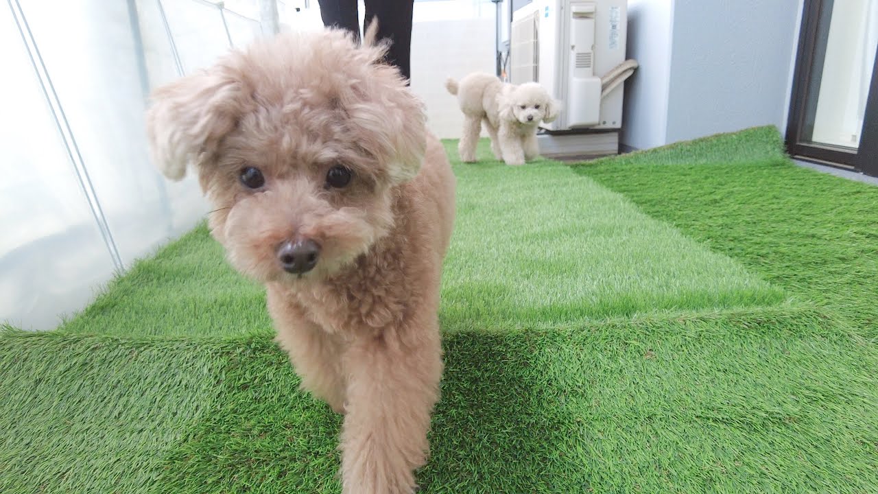 ドッグランが恋しいみたいなのでベランダを大改造したら愛犬がこうなりました！【トイプードル】