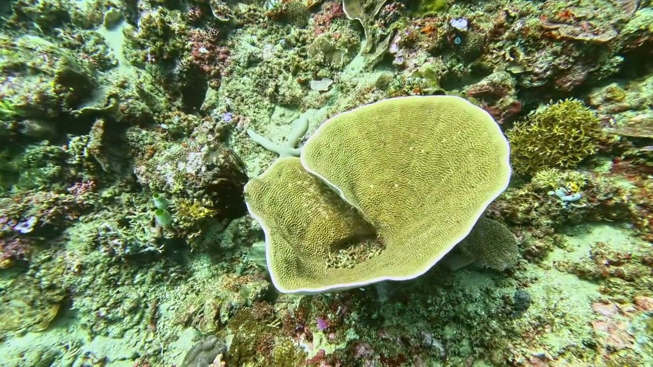 North Sulawesi Cap - Batu Mand