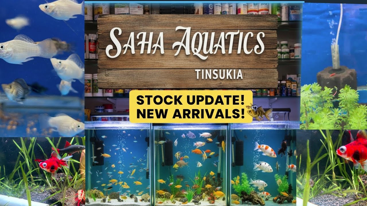 Aquarium Shop Tinsukia Saha Aquatics fish shop...(New stock update) (Ph-9101224480)