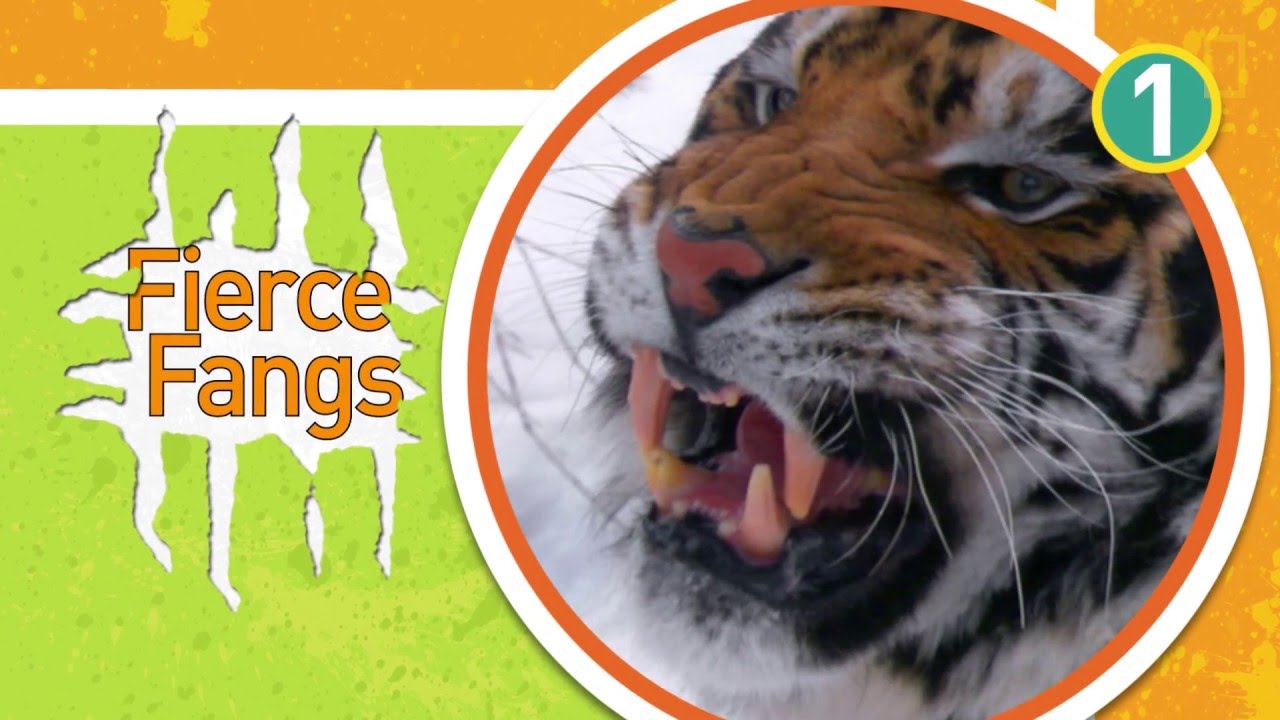 Most Awesome Bone-Chilling Chompers