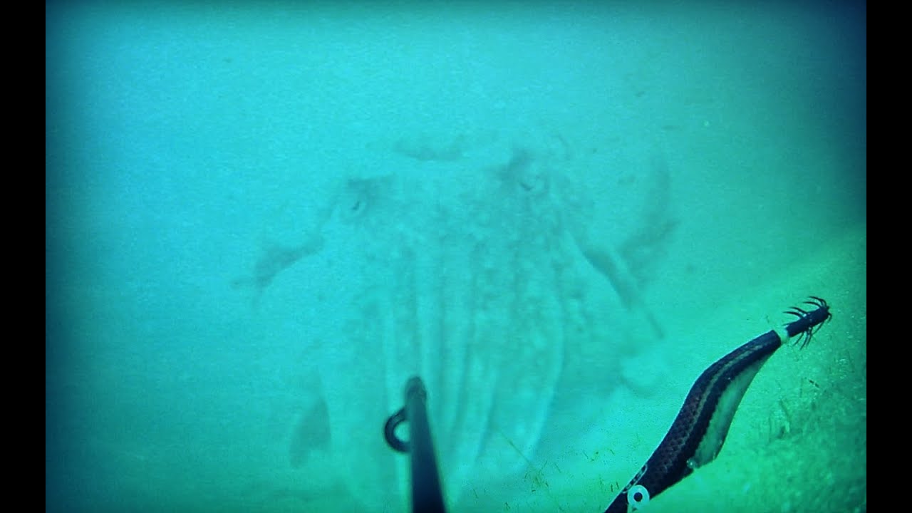 CUTTLEFISH ATTACK SQUIDJIG WILLIAMSON KILLEX JURD 2.5 ( RAFA ) UNDERWATER