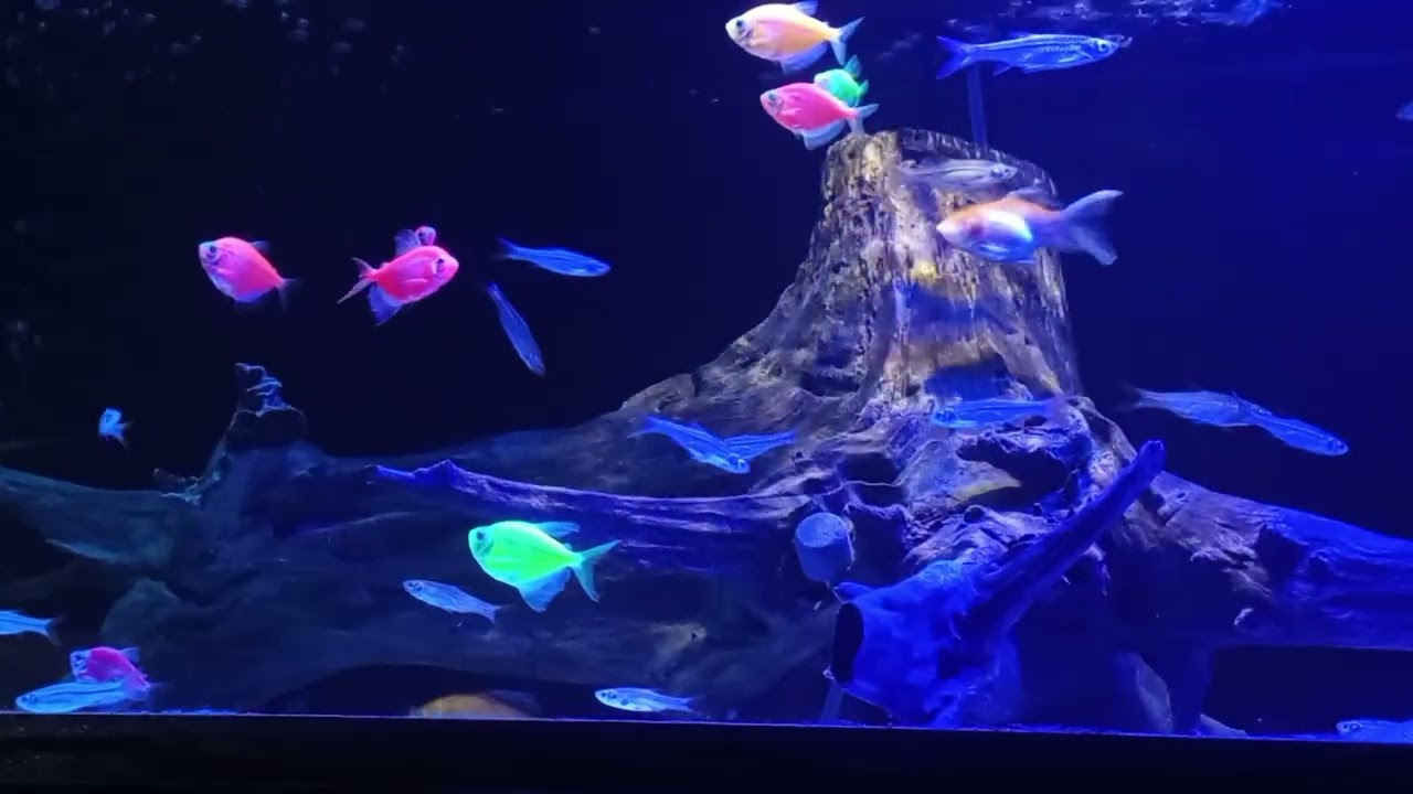 Suara gemercik aquarium. Tidur, Relaksasi,& meditasi zen