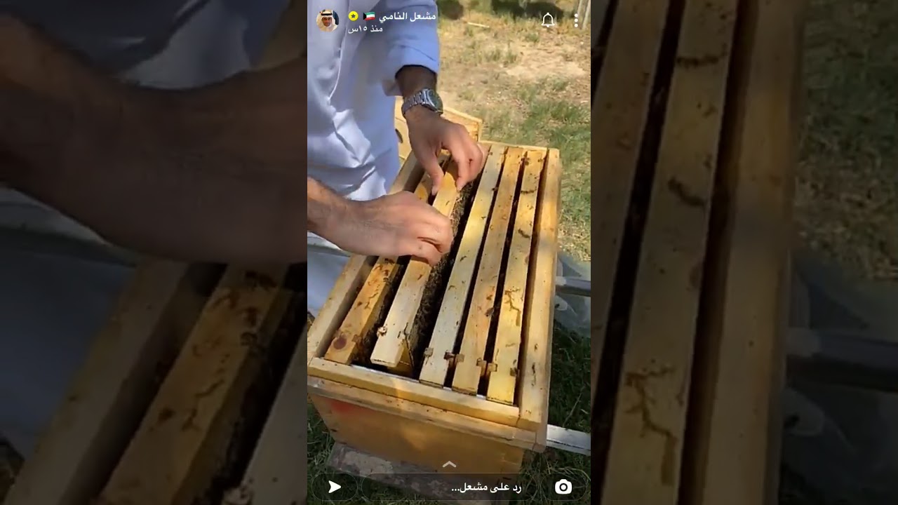 زيارة لاحد المناحل في الكويت مشعل النامي