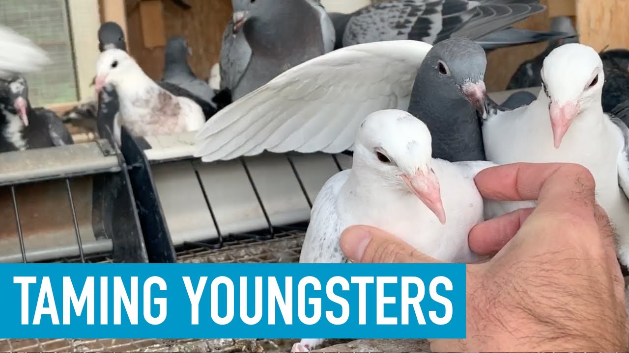 Taming Pigeon Youngsters After Weaning