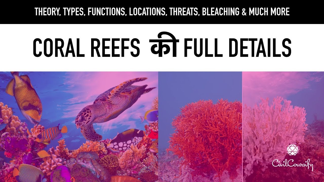 Everything about Coral Reefs || Types, Functions, Locations, Threats || Coral Bleaching