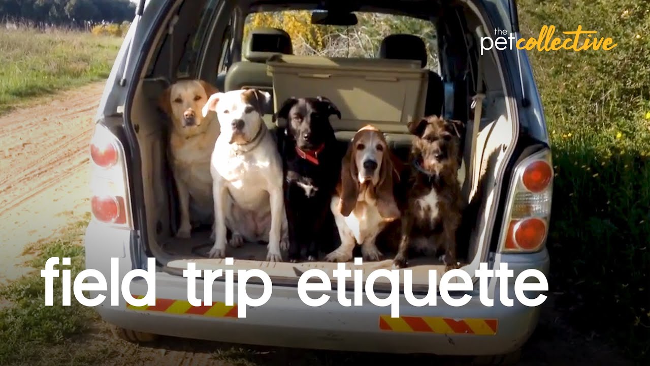 Pets Guide To Field Trips