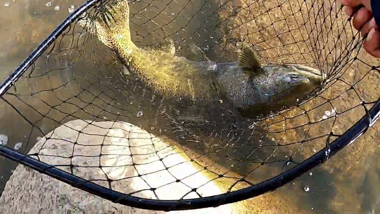 EP132   Salmon Run Fishing Season September 2022