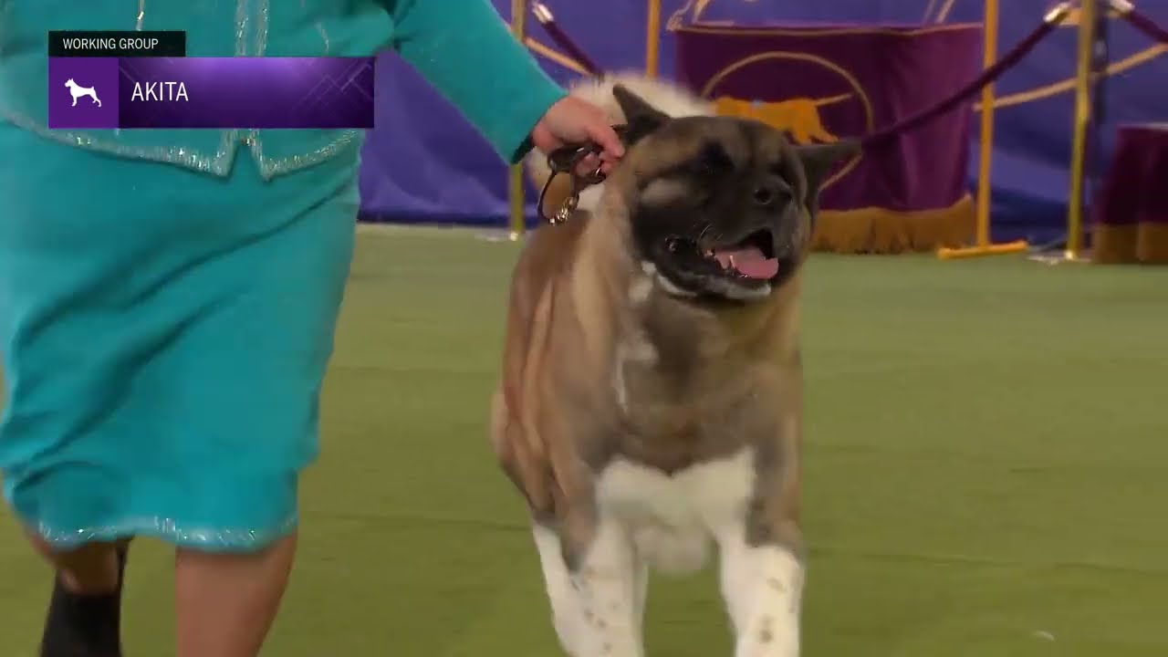Akitas | Breed Judging 2024