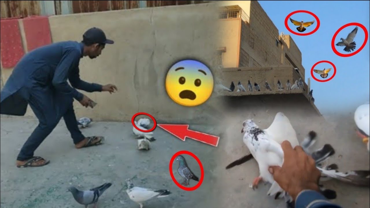 3 Kabootar Aiy 2 Pkar Lia Bohat Mushkil Sa😨 || Subha Sa Sham Tak Urta Rha Bacha🥵. #itspigeonlover