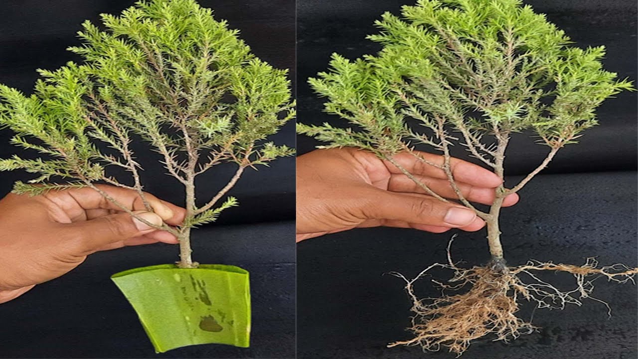 Step by Step Juniper Cutting Propagation- 100% Success
