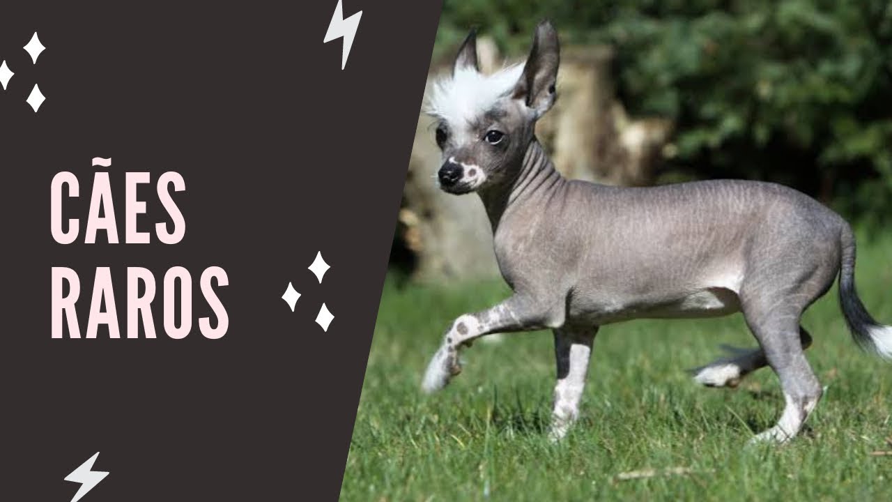 AS RAÇAS DE CACHORROS MAIS RARAS DO MUNDO!!