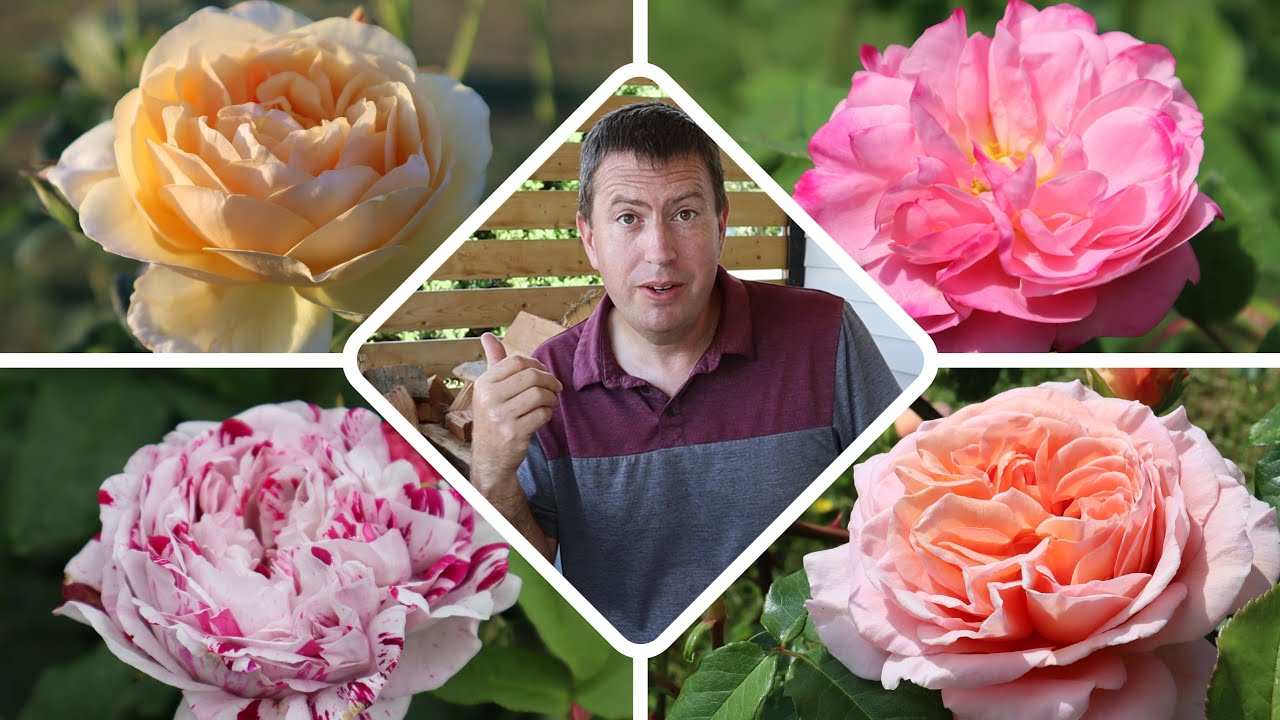 These Roses Deserve a Spot in my Garden!