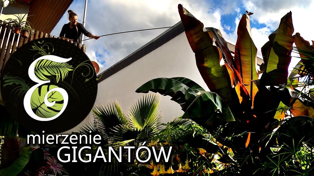 Pomiary gigantów 2021.Ogromne bananowce, palmy i brugmansje.