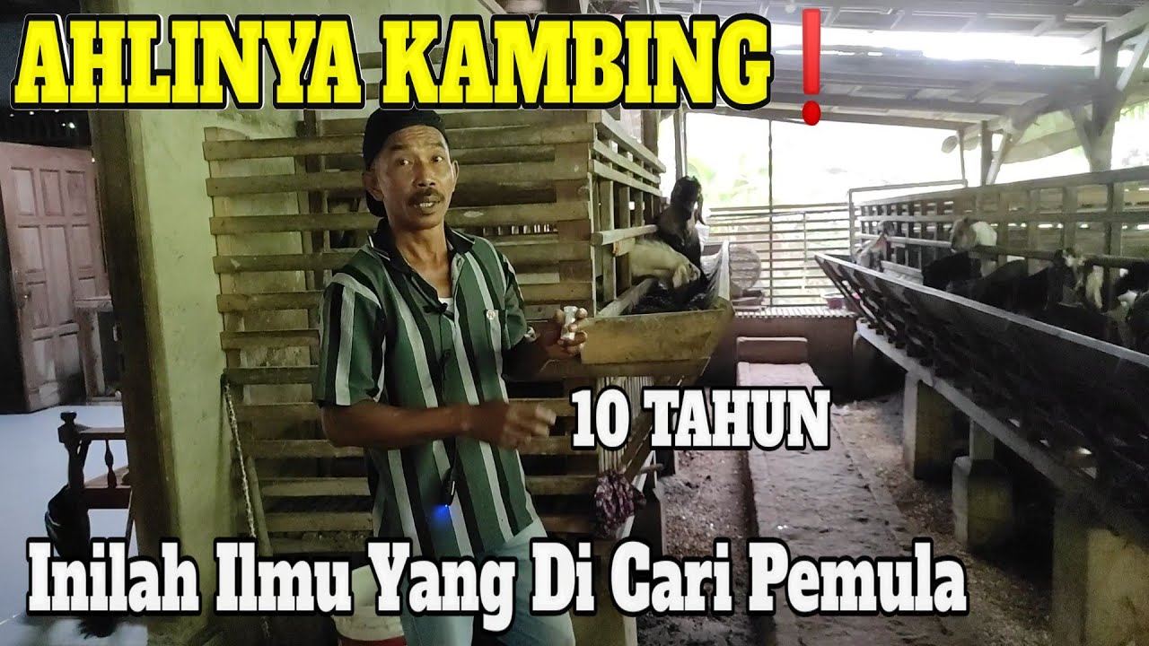 Sukses Ternak Kambing. (Pak Mingan sudah 10 Tahun)