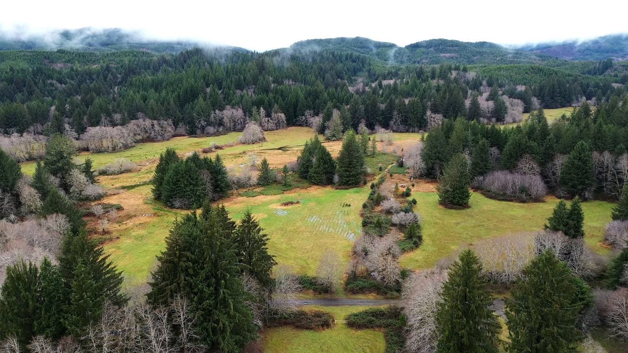 Tillamook State Forest - Elk in Gods Valley