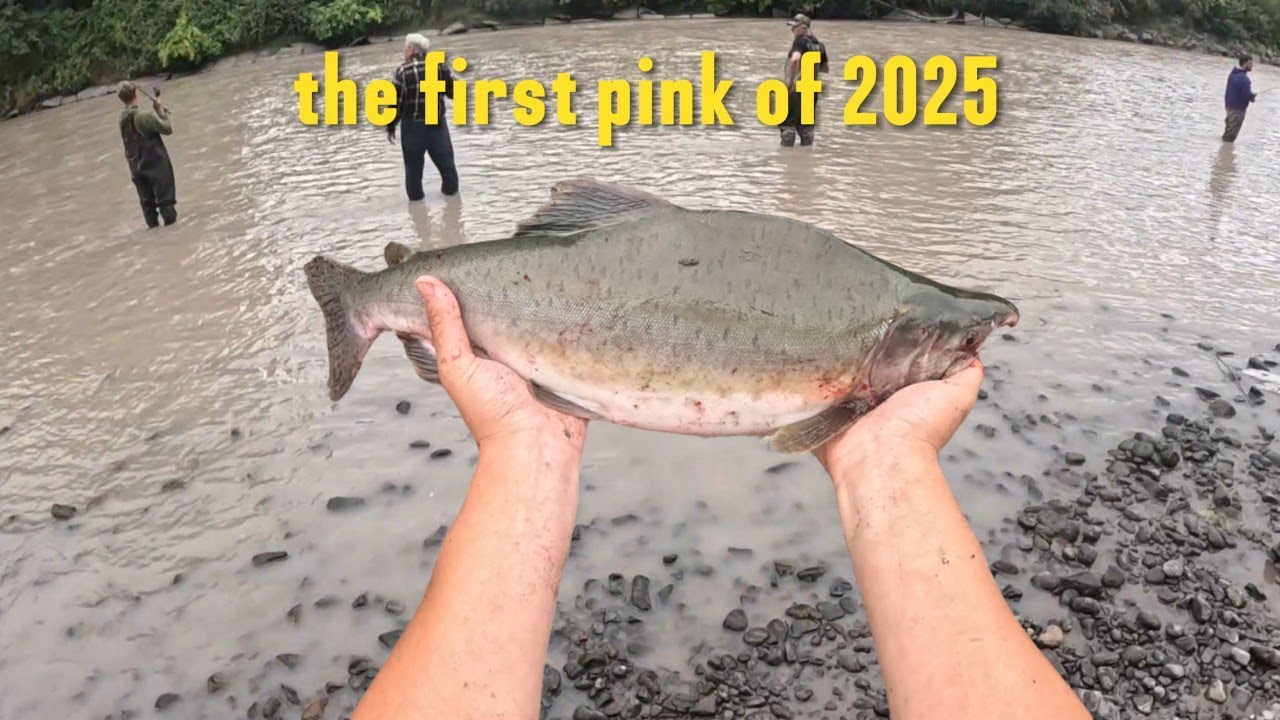 ГОРБУШКА-МОГОДИН 2025! (река Пуйаллап)