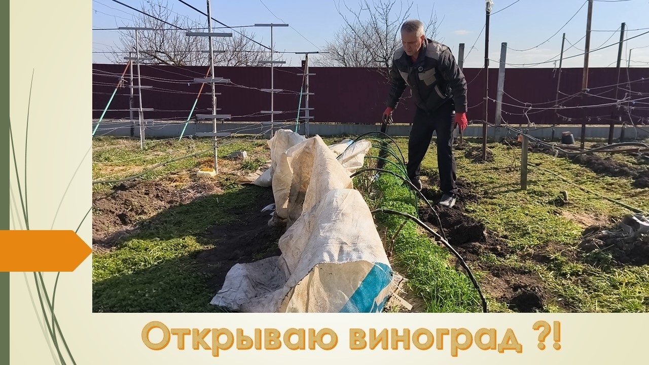 Начинаю открывать виноград !?!