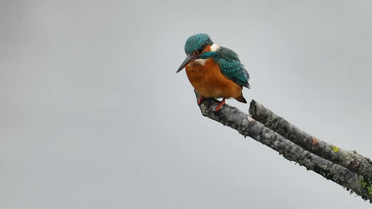 KIngfisher at Titchfield Haven