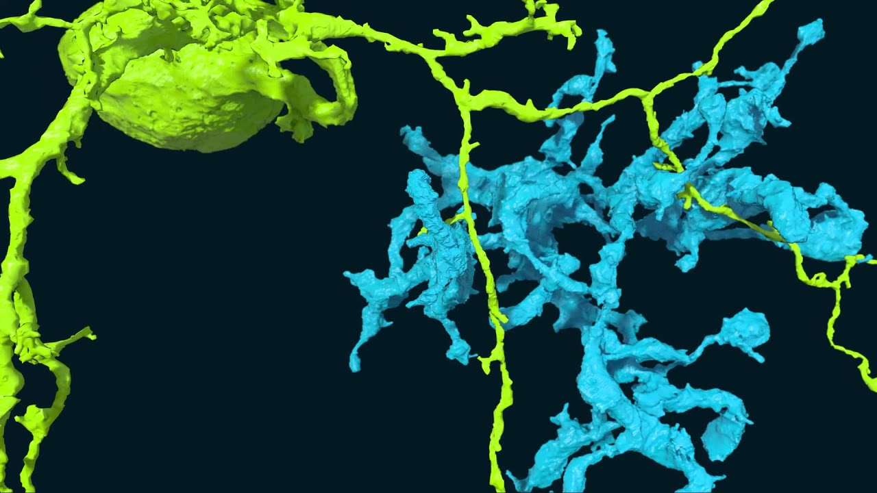 Gamers Help Solve Neuroscience Mystery