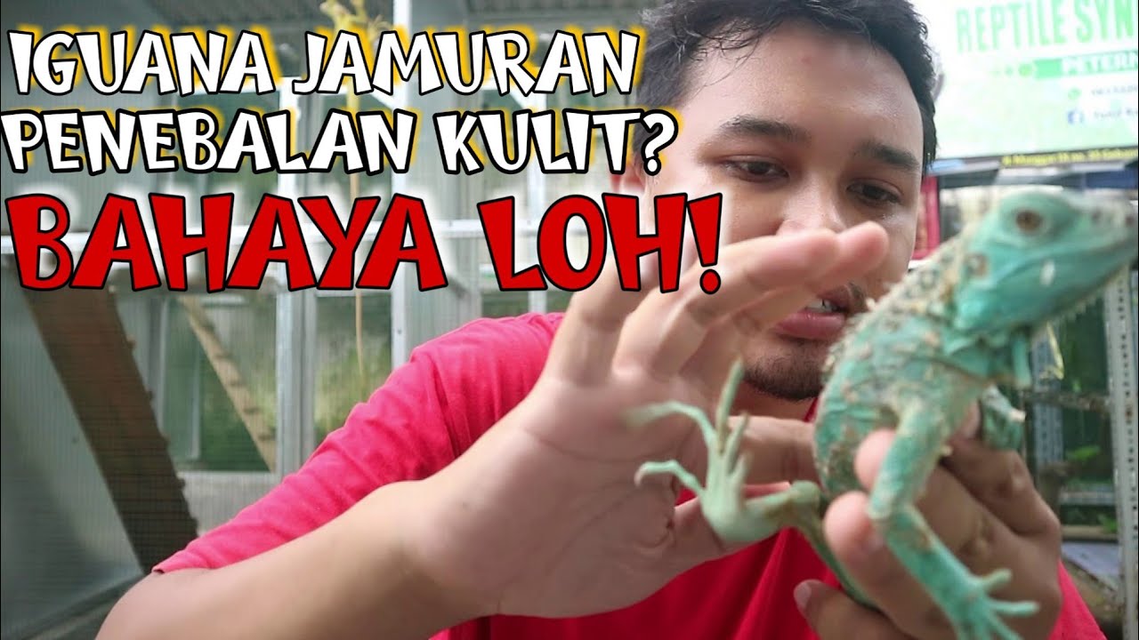 OBATI IGUANA BERJAMUR ||Awas, Jangan Asal Oles!!