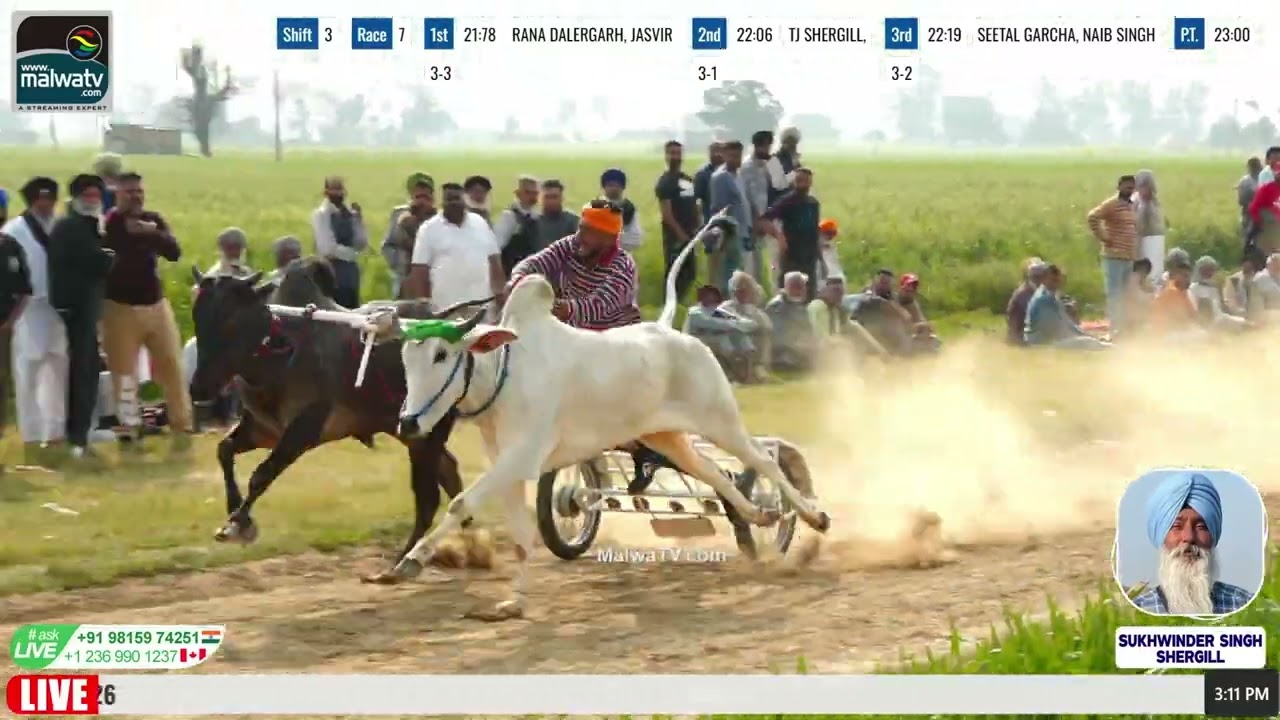 First Position Race | 21:69 | Jagatpur | SBS Nagar | Ox Races 18 Feb 2026