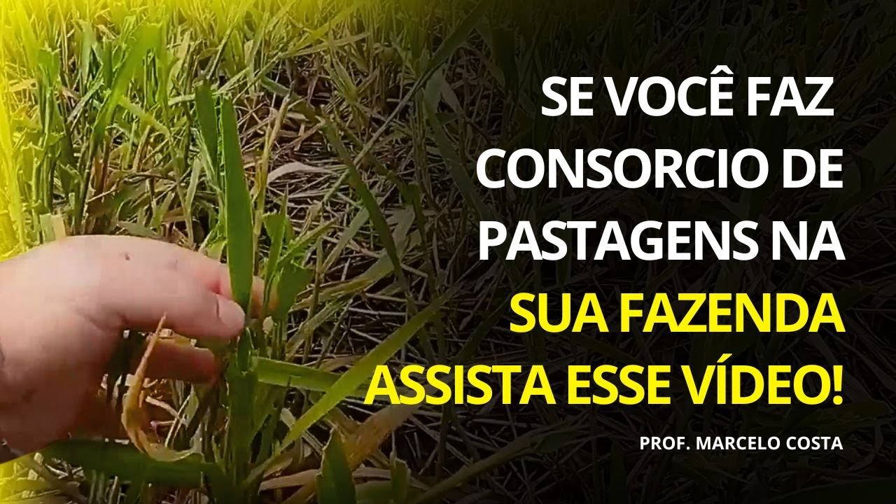 SE VOCÊ FAZ CONSORCIO DE PASTAGENS NA SUA FAZENDA, ASSISTA ESSE VÍDEO! | PROF. MARCELO COSTA