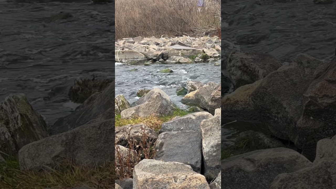 Mountain river sounds #naturesounds #nature #babblingbrook #waterstream #watersounds
