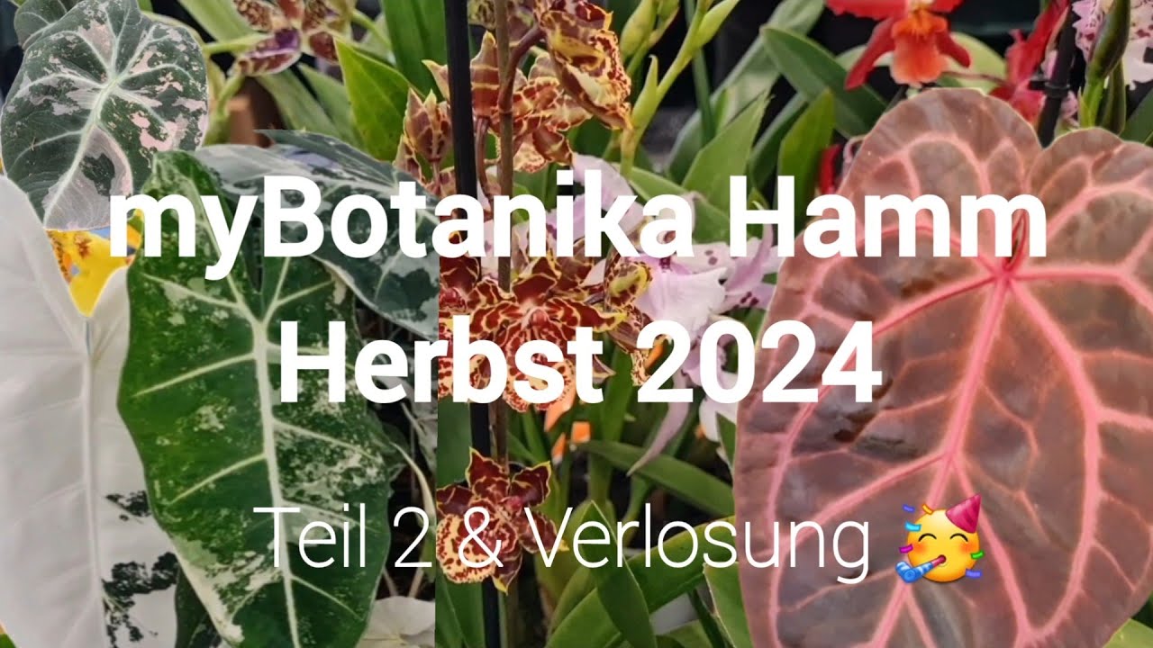 myBotanika Hamm Herbst 2024 🌱 | Teil 2 (mit Nebenraum) & Verlosung 🥳