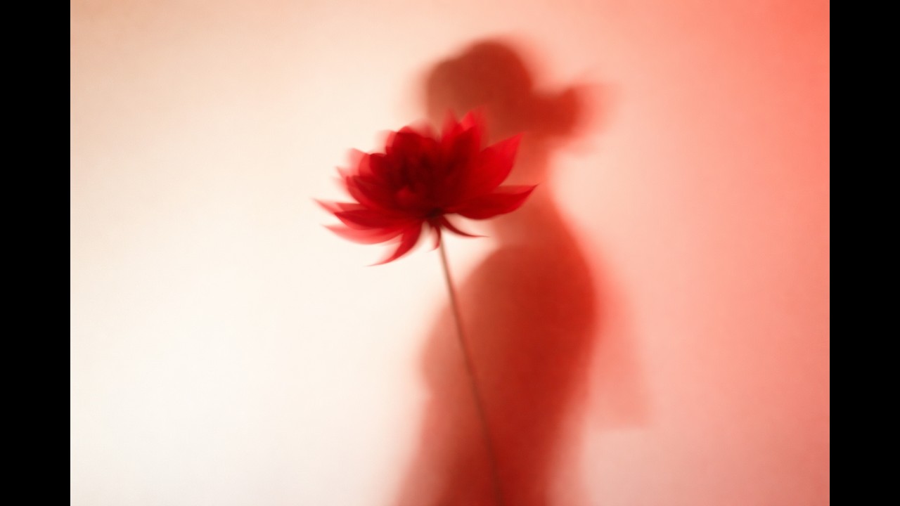 붉은 모란
