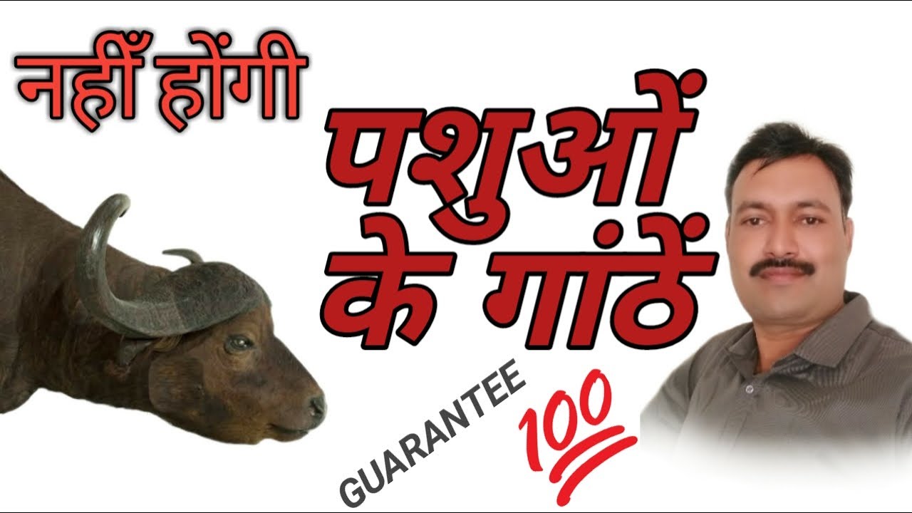 pasu ki ganth ka ilaj  / #pashukadesiilaj /  नहीँ होंगी पशु के गांठें