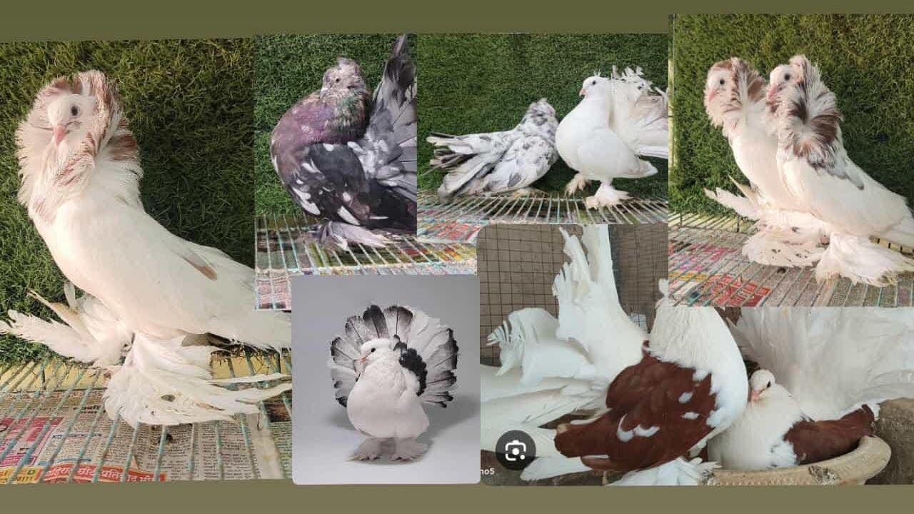 Faintail pigeon ka dhamaka har type k quality wale faintell morpic kabuter saddle almond tail mark 