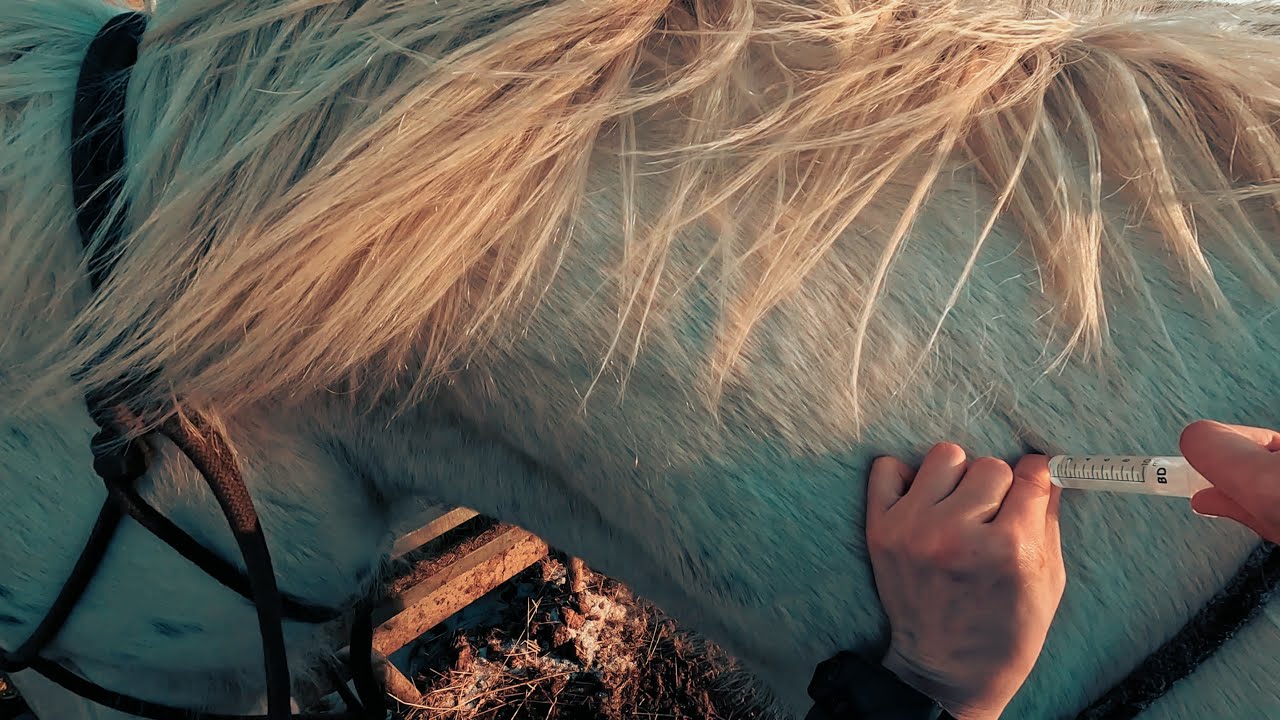 JAK ZROBIĆ ZASTRZYK DOMIĘŚNIOWY DLA KONIA / Intramuscular injection in horses