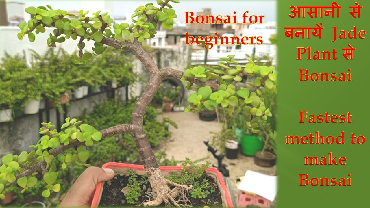 How to make Bonsai from Jade plant, complete information for beginners, Informal upright,bonsai soil