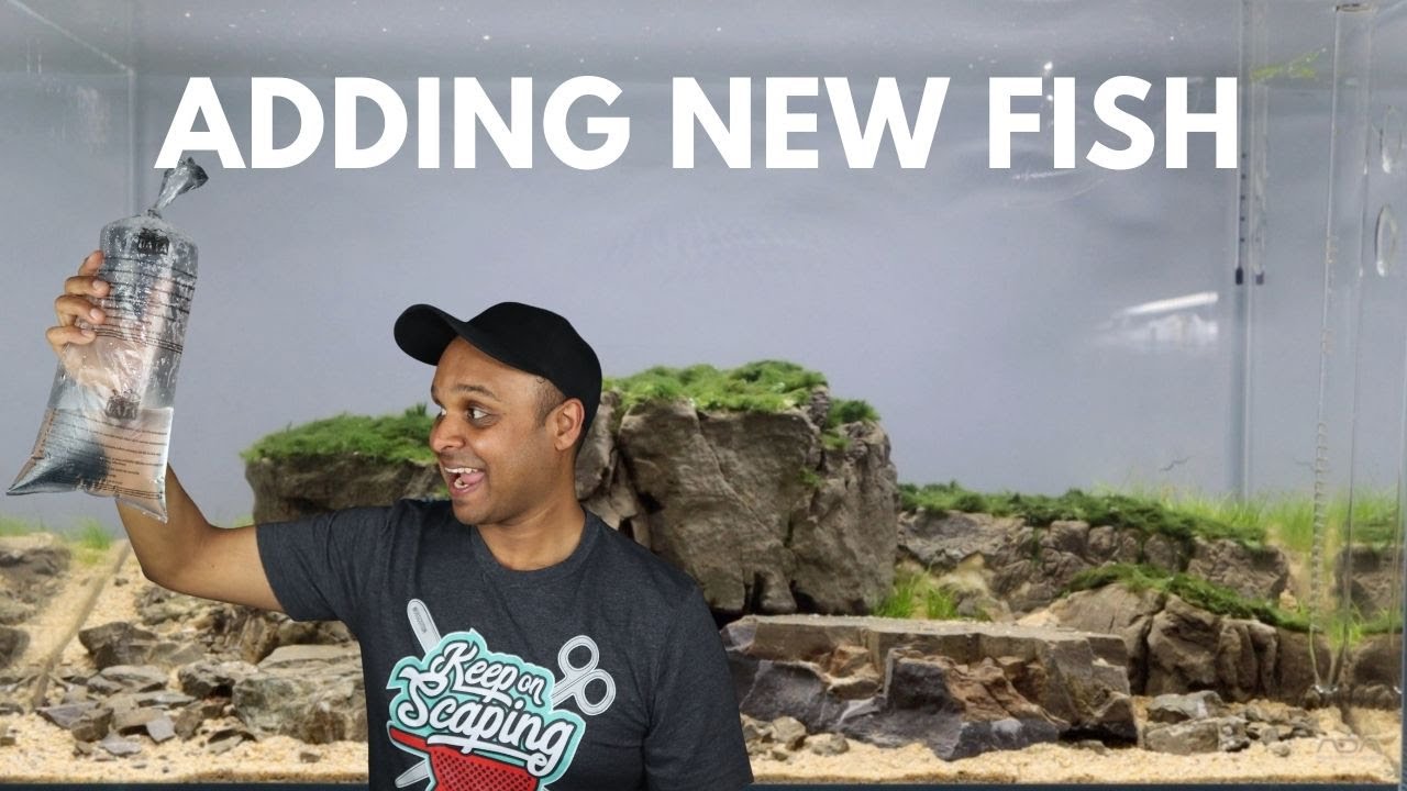 Adding new fish to the 