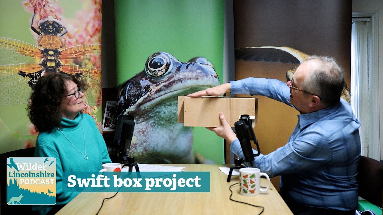 Looking up for conservation: our local Swift Box Project