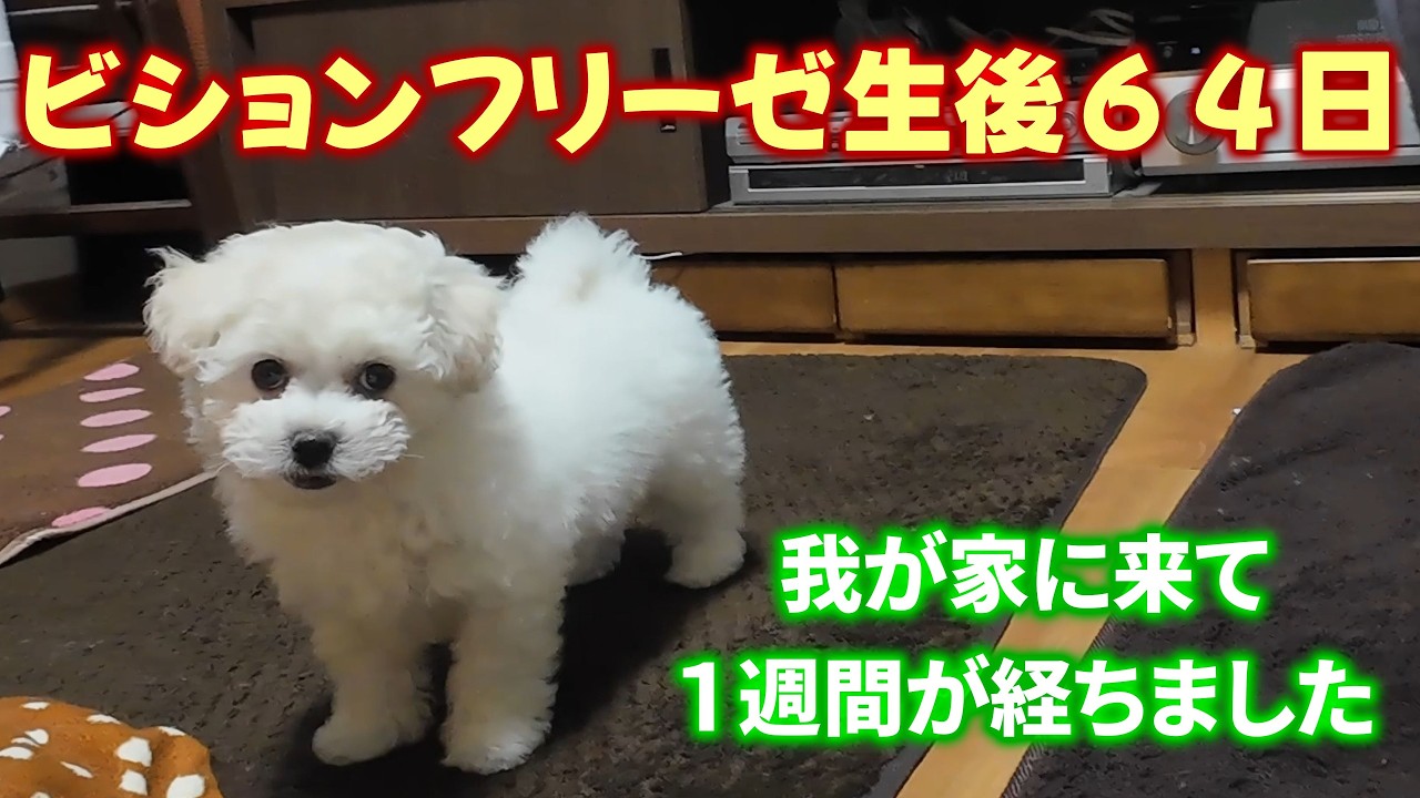 ビションフリーゼが我が家に来て１週間が経ちました