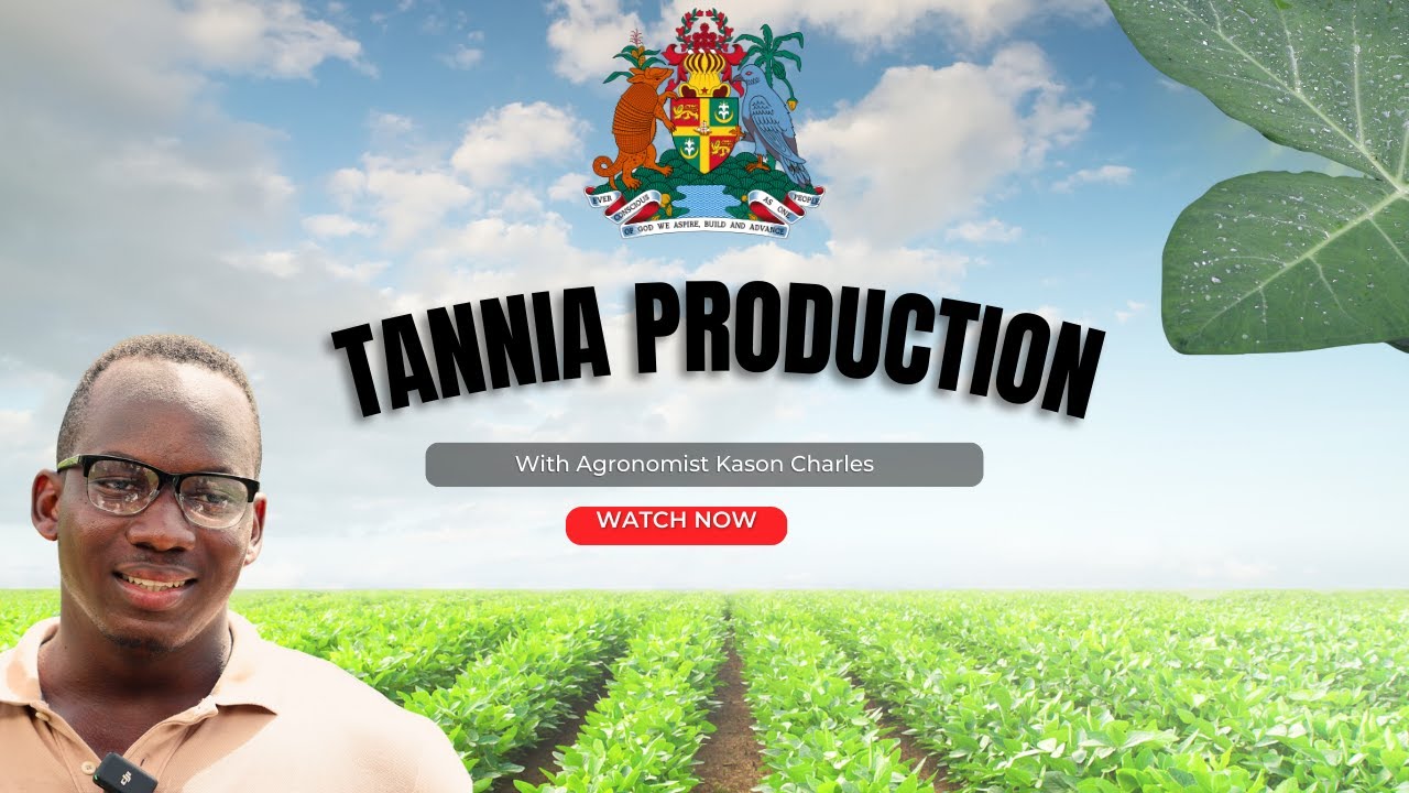 Recommended Practices for Tannia Production