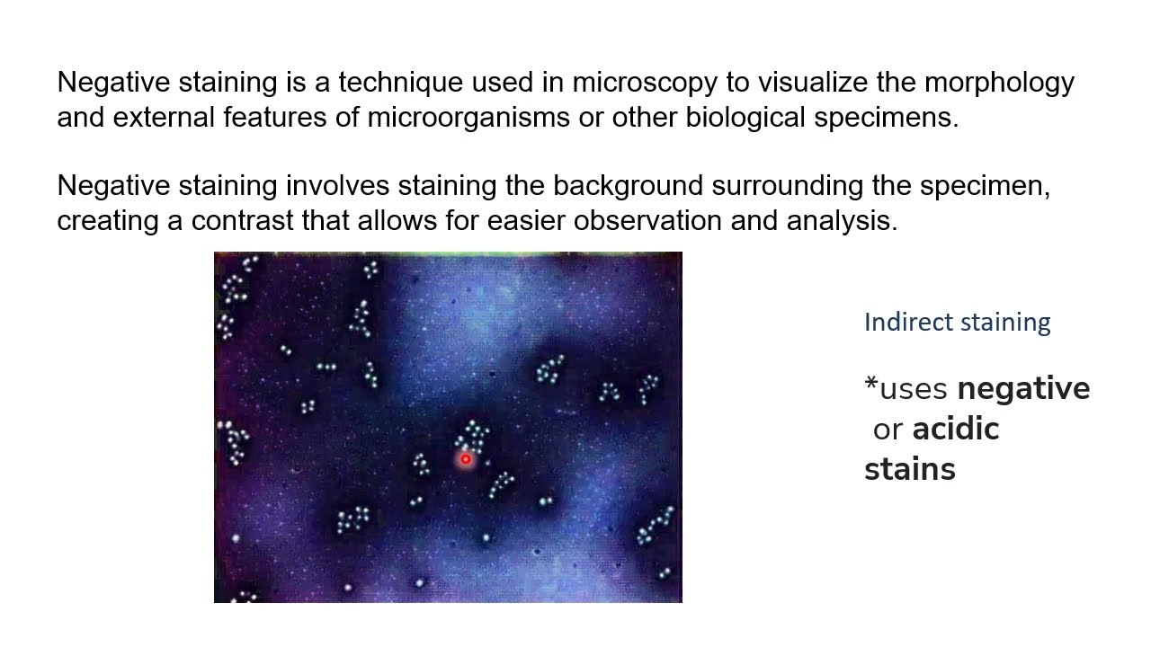 Negative staining | First year microbiology basics