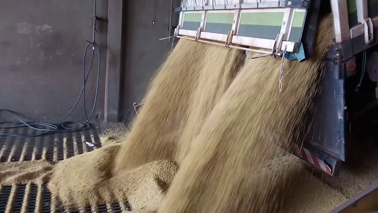Descarregando a carreta de soja...