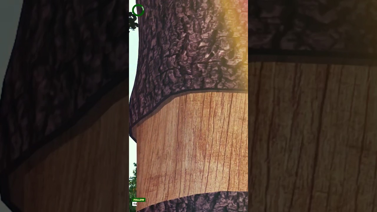 Ringing in tress | Function of xylem & Phloem