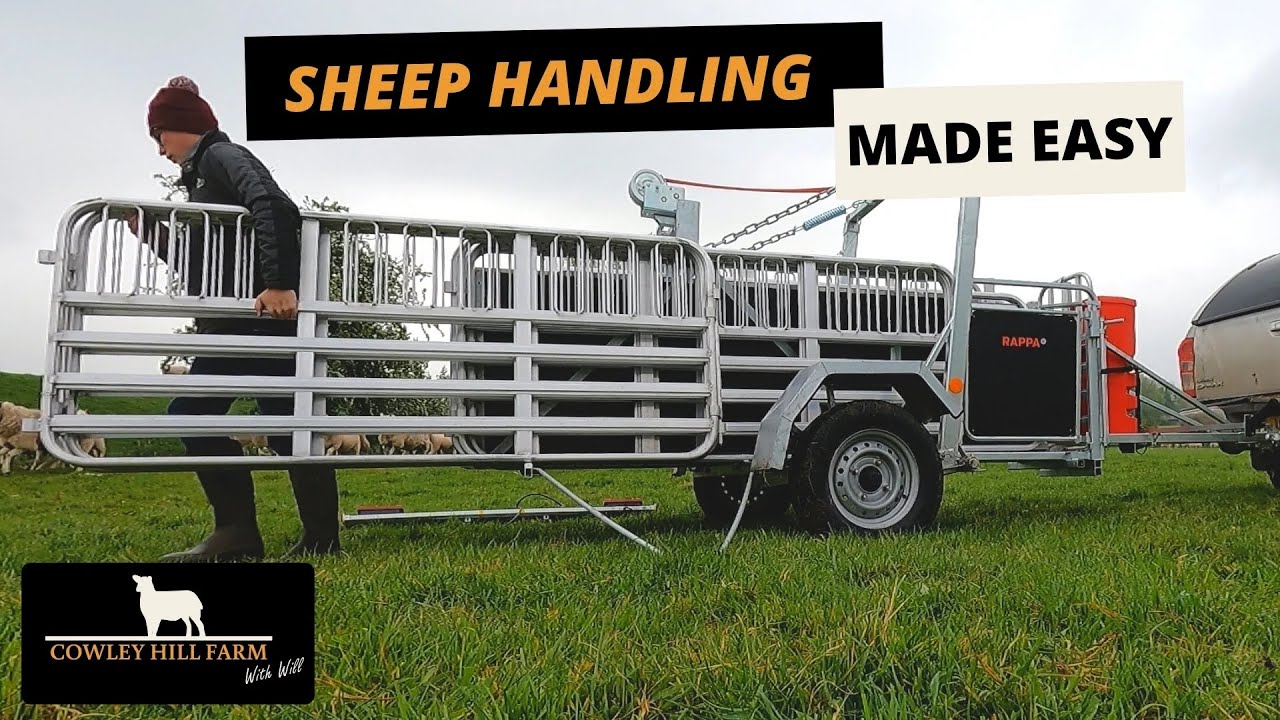 SHEEP HANDLING MADE EASY | FIRST TIME USING RAPPA SERIES 10