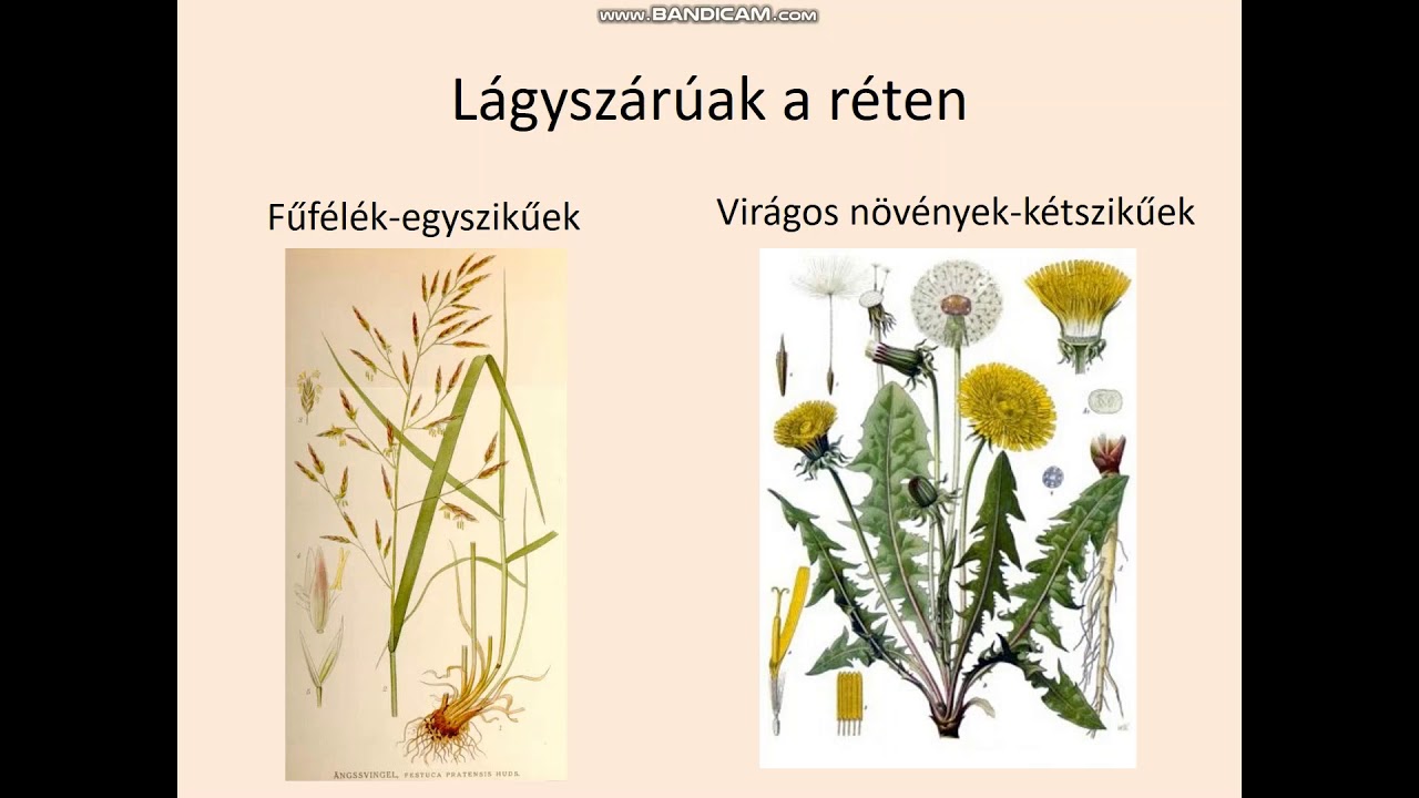 Rétek növényei
