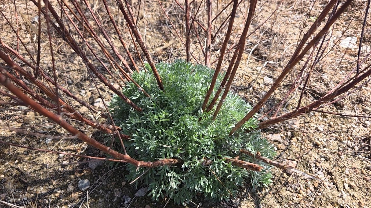 간을 살리는 명약~계절마다 변하는 모습을 한방에 확인하기!