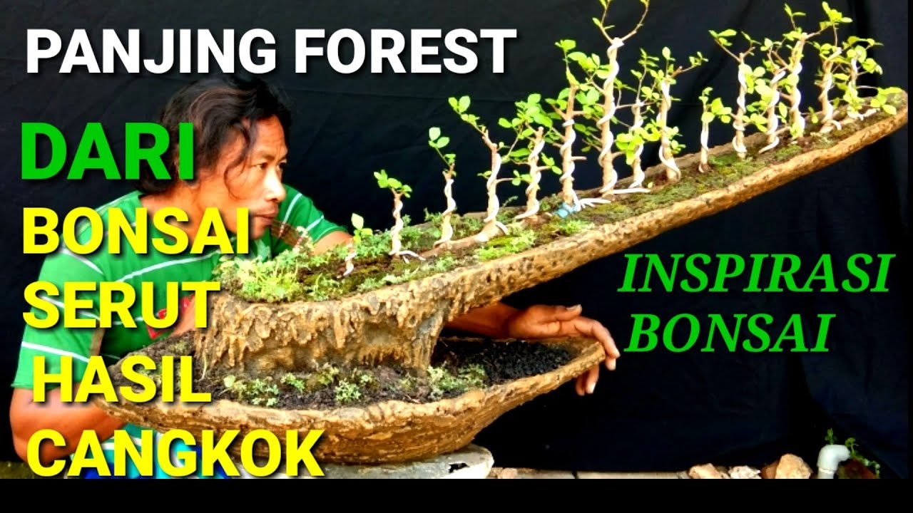 Cara Bikin Panjing Grouping Hutan( Forest) Dari bahan bonsai Serut Hasil Cangkok, with Mas Happy